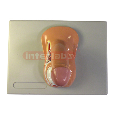 Interlabs? Reproductive Organ Model, Male